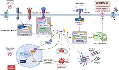 Die hard: necroptosis and its impact on age-dependent neuroinflammatory diseases